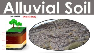 Alluvial Soil of India